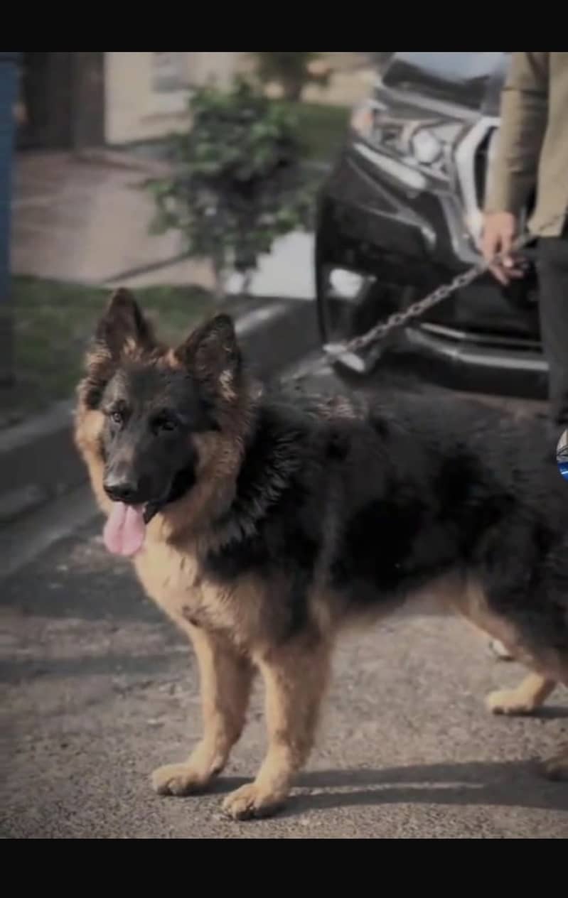 German shepherd 1