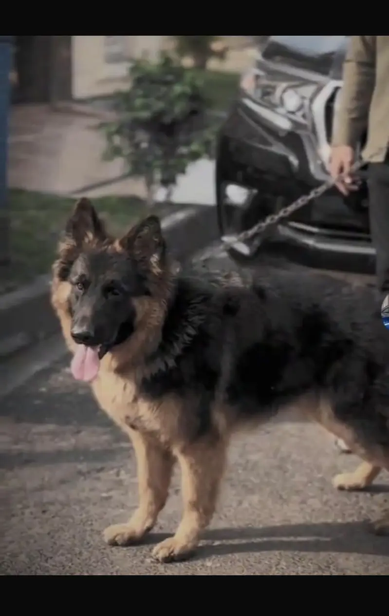 German shepherd — photo 2