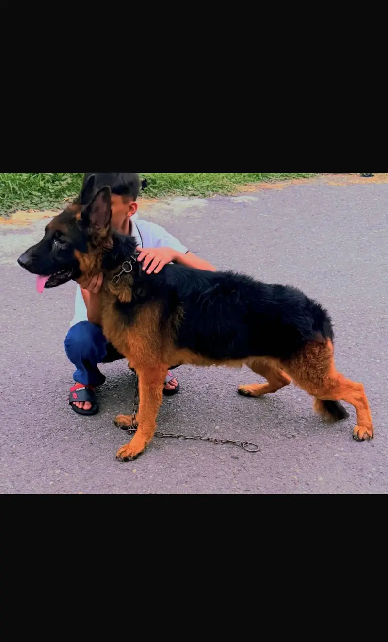 German shepherd — photo 3