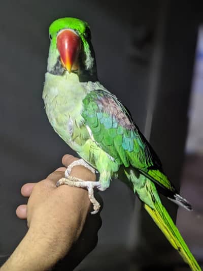 Raw parrot
