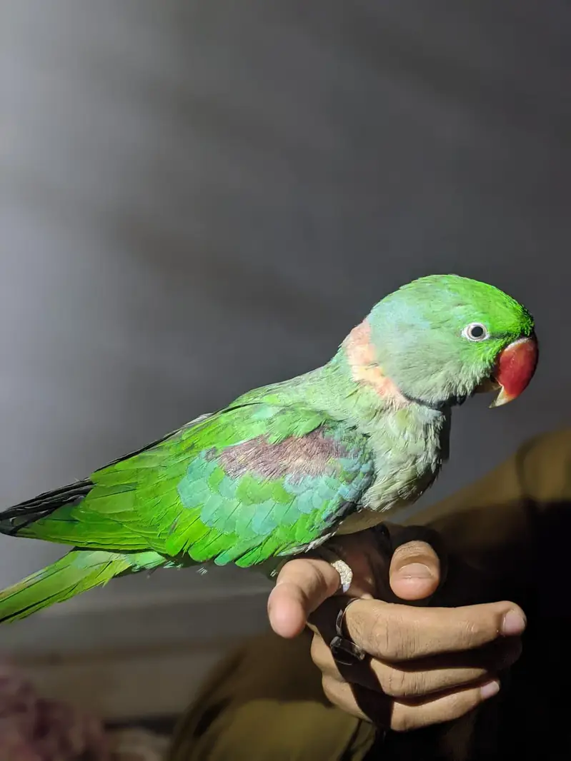 Raw parrot — photo 2