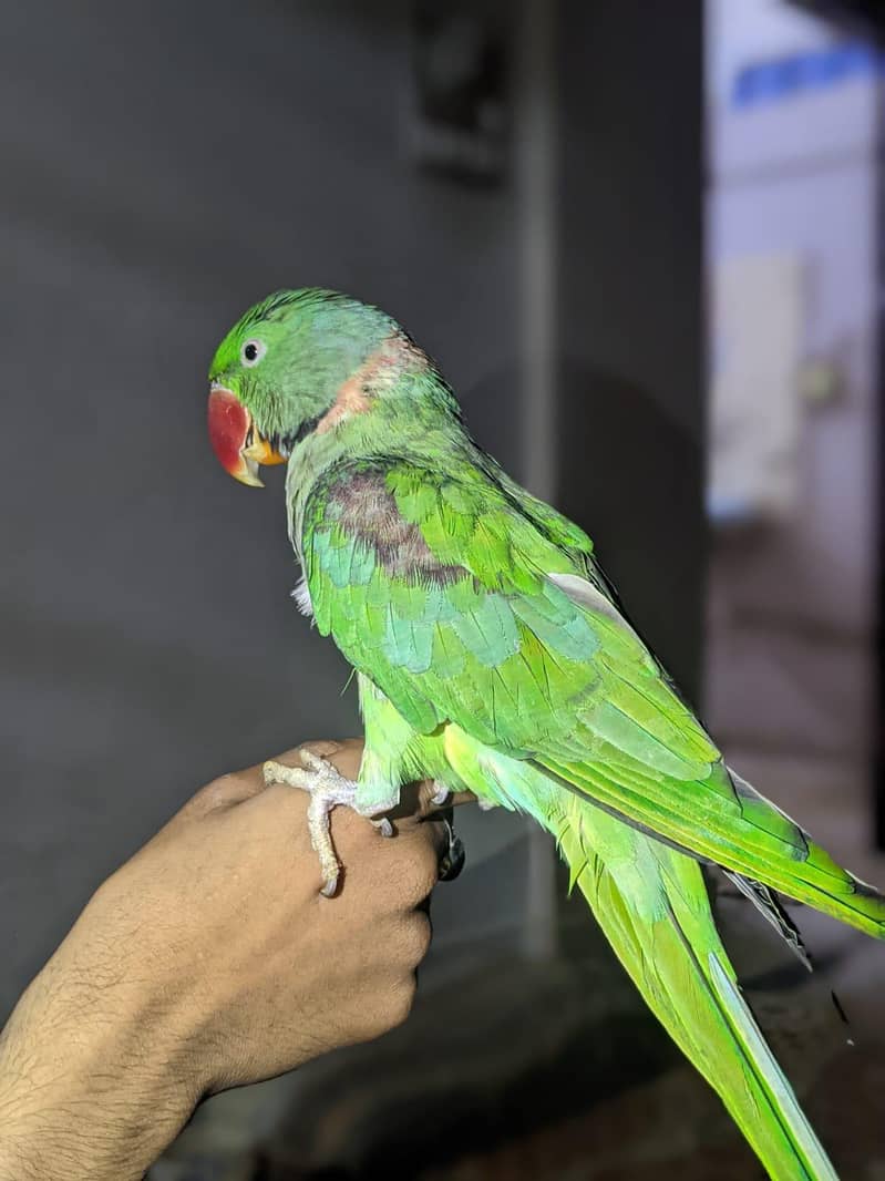 Raw parrot 2