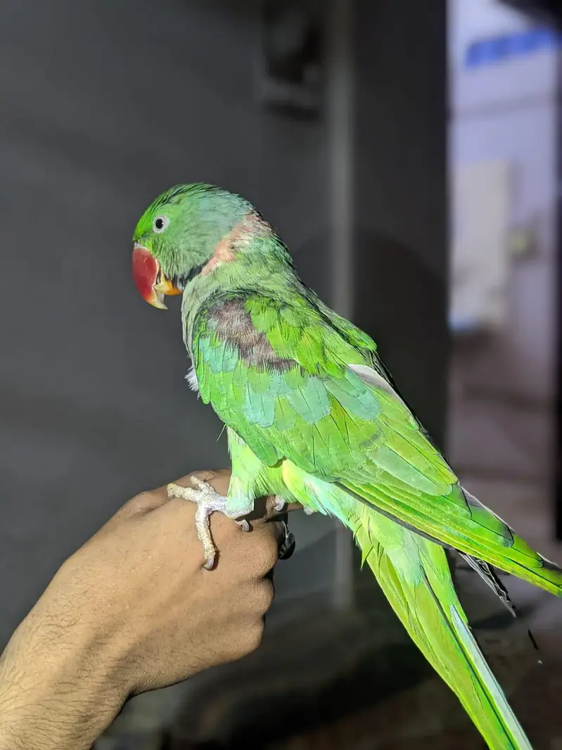 Raw parrot — photo 3