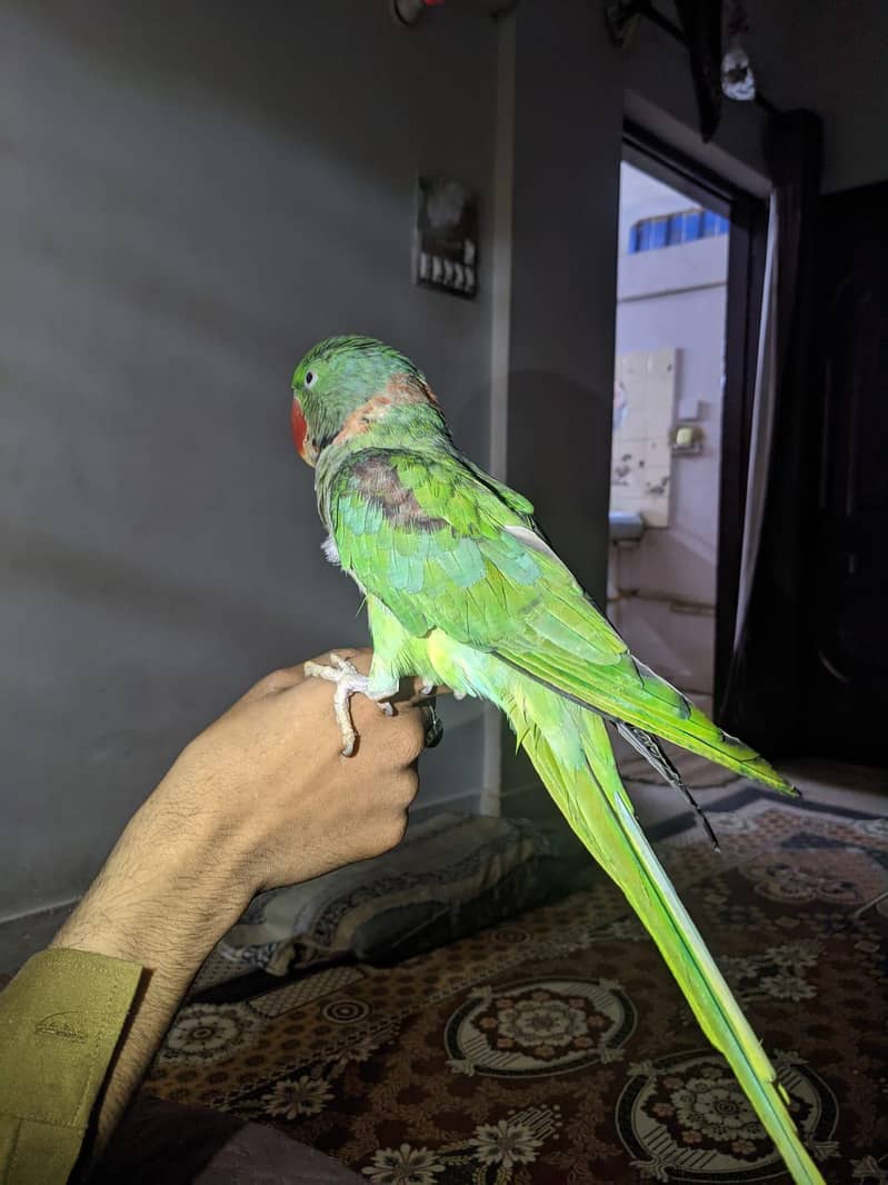 Raw parrot 3