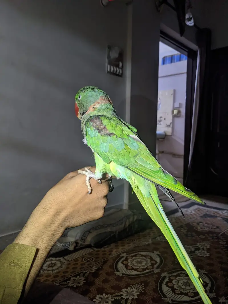Raw parrot — photo 4