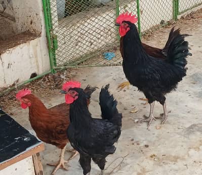Australorp n RIR male