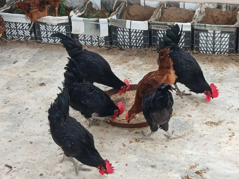 Australorp n RIR male — photo 2