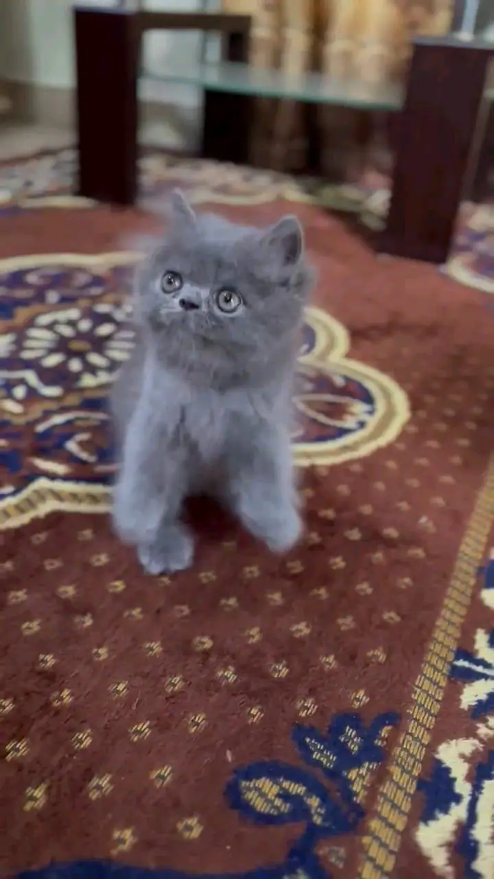 Persian cat for sale male or female my WhatsApp326=30=12=904= — photo 6