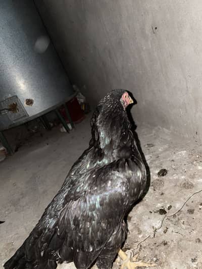 Aseel mushki breed