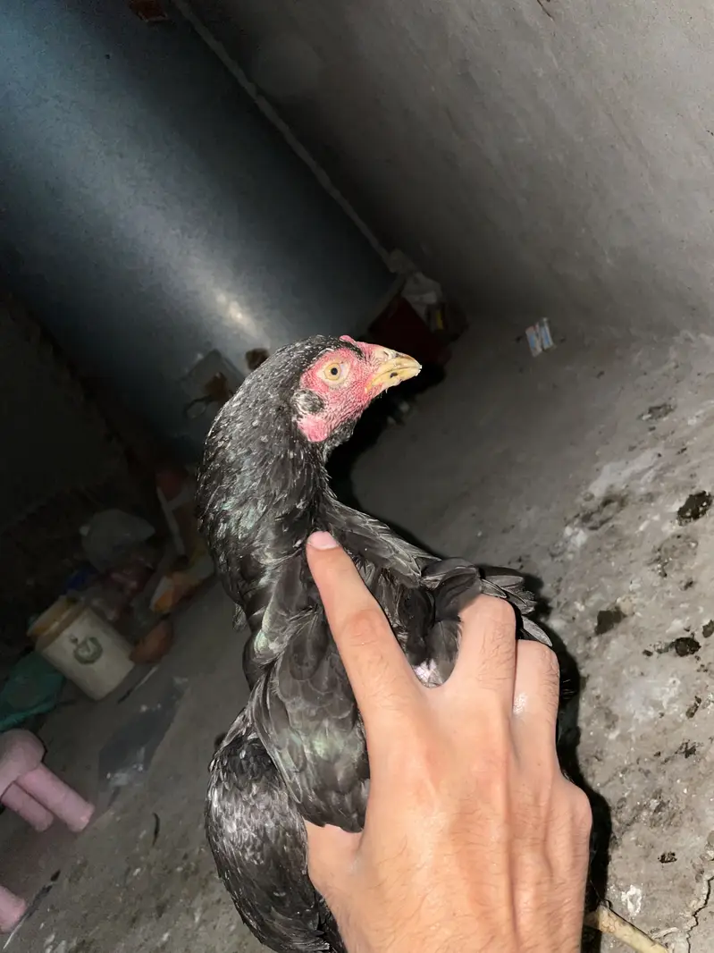 Aseel mushki breed — photo 4