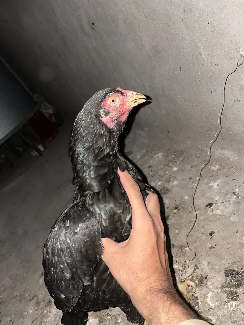 Aseel mushki breed — photo 5