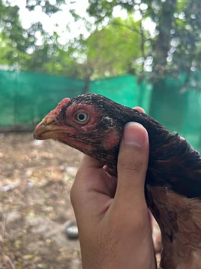 aseel hen and chiks