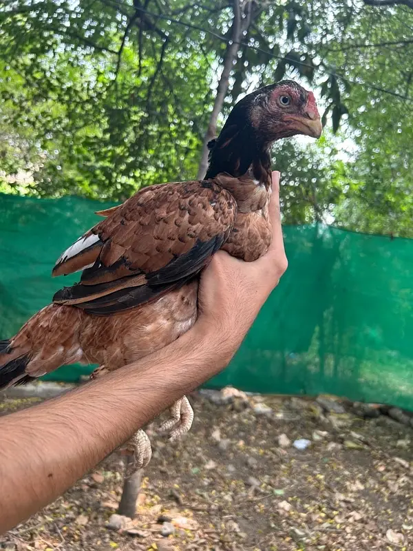 aseel hen and chiks — photo 2