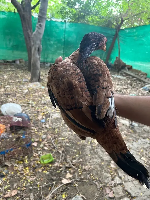 aseel hen and chiks — photo 4
