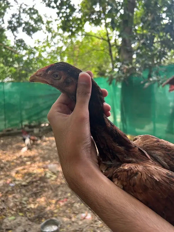 aseel hen and chiks — photo 5