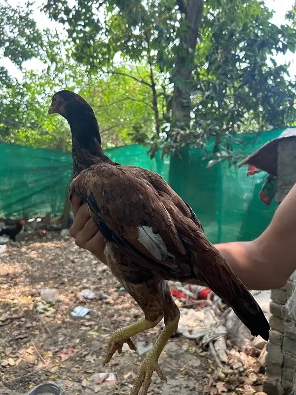 aseel hen and chiks — photo 7