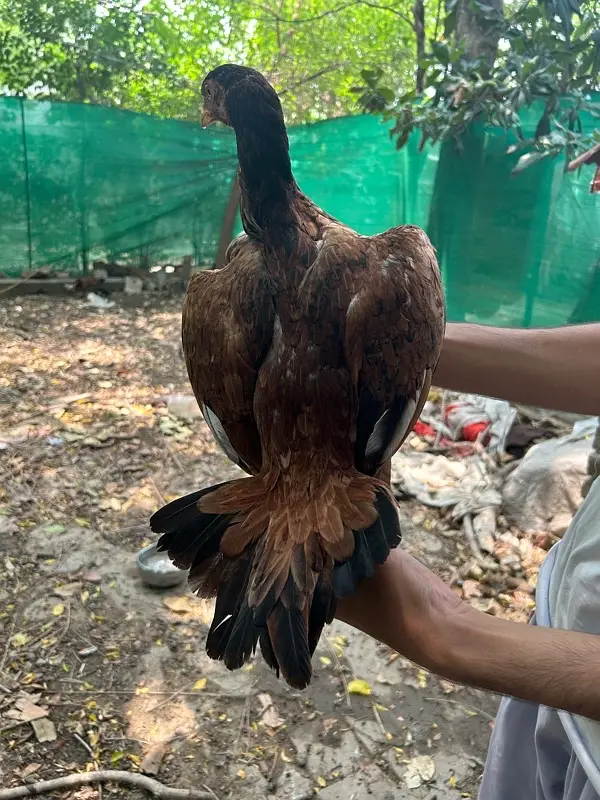 aseel hen and chiks — photo 9