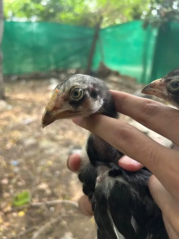 aseel hen and chiks — photo 10