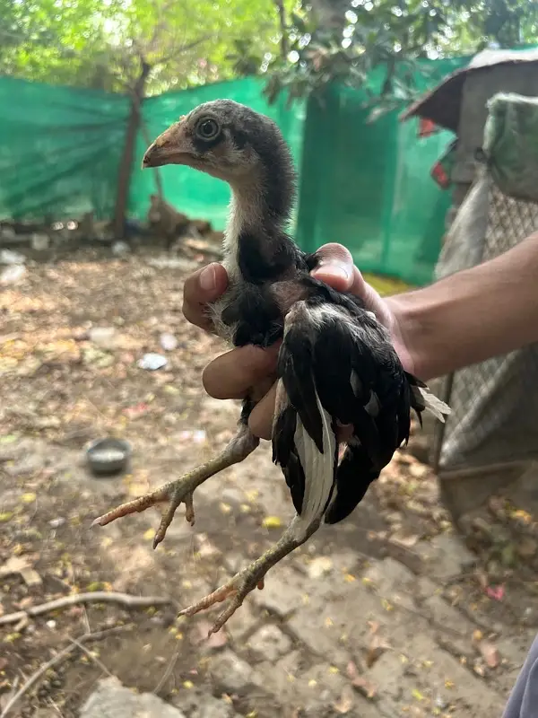 aseel hen and chiks — photo 11