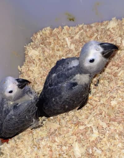 African grey chicks