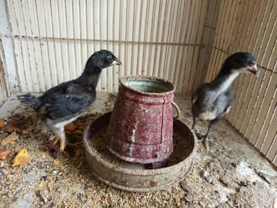 muska chick for sale