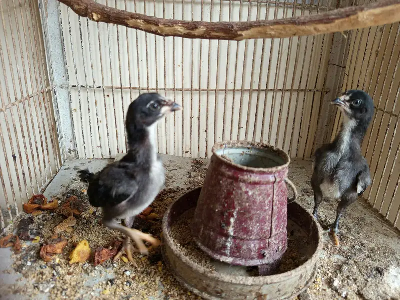 muska chick for sale — photo 2