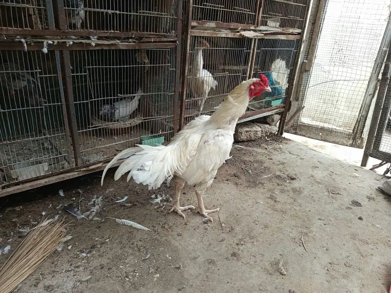 muska chick for sale — photo 3