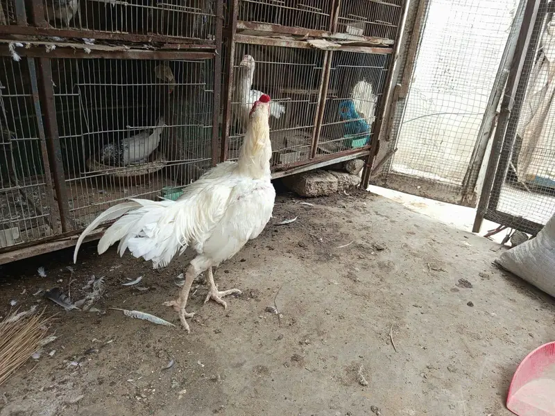 muska chick for sale — photo 4