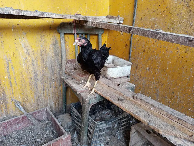 muska chick for sale — photo 6