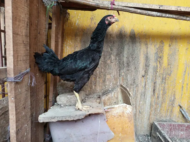 muska chick for sale — photo 7
