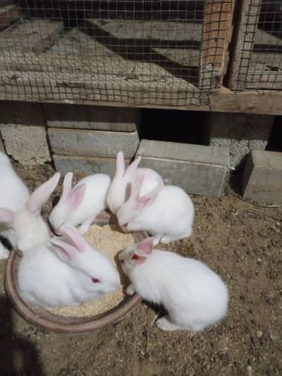 bunnies