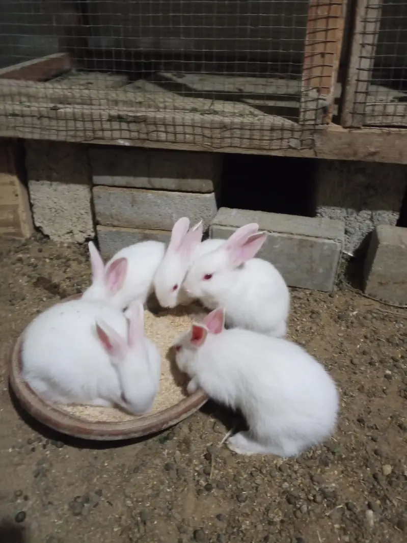 bunnies — photo 2