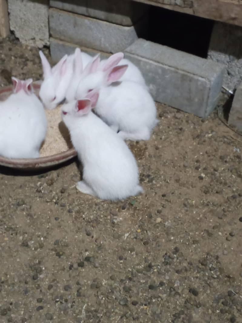 bunnies 2