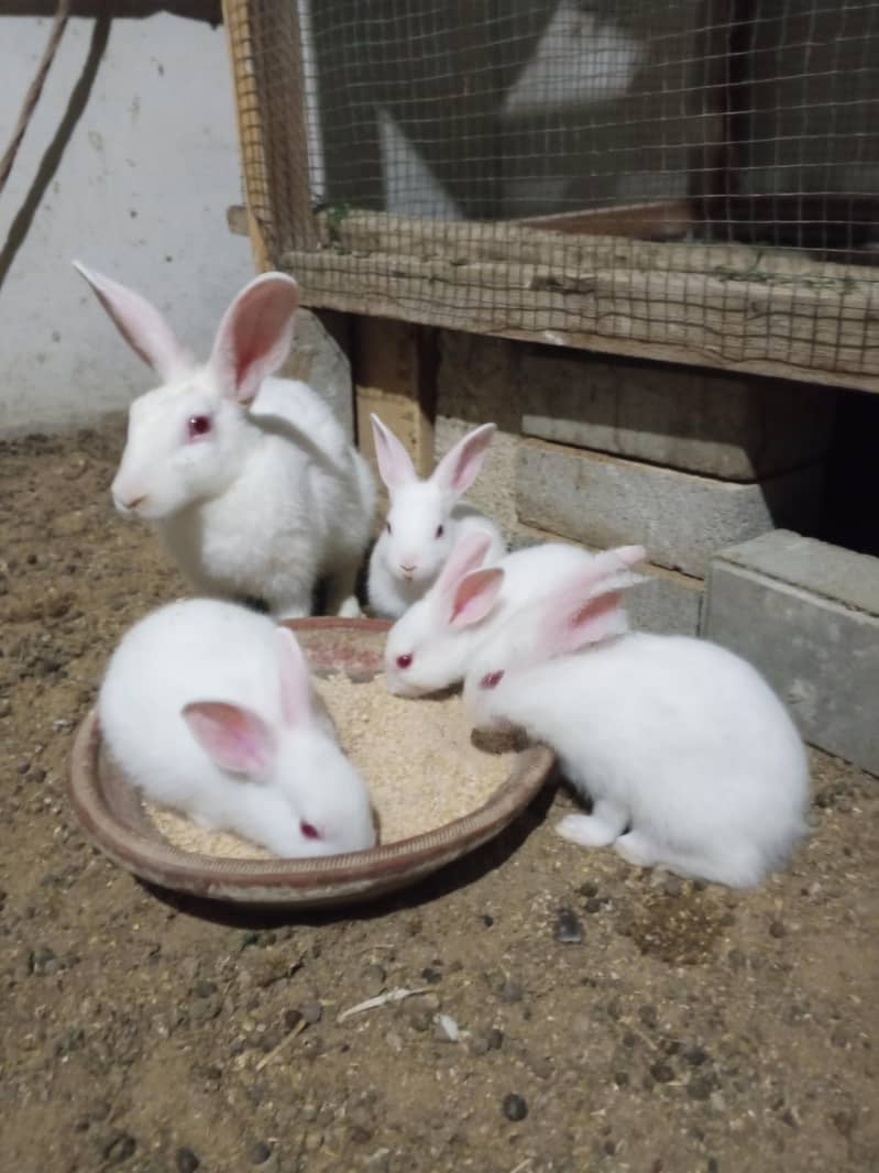 bunnies 3