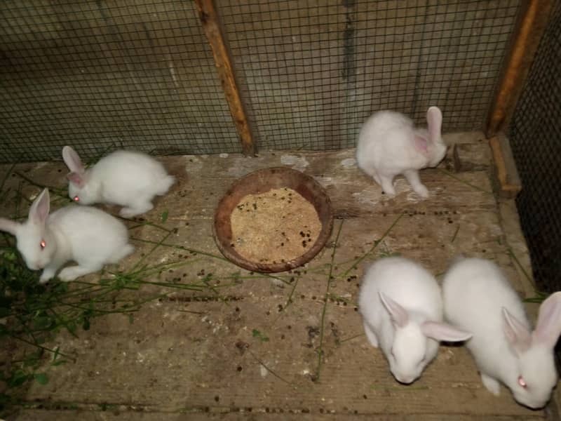 bunnies 4