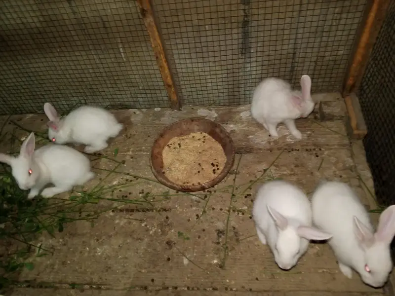 bunnies — photo 5