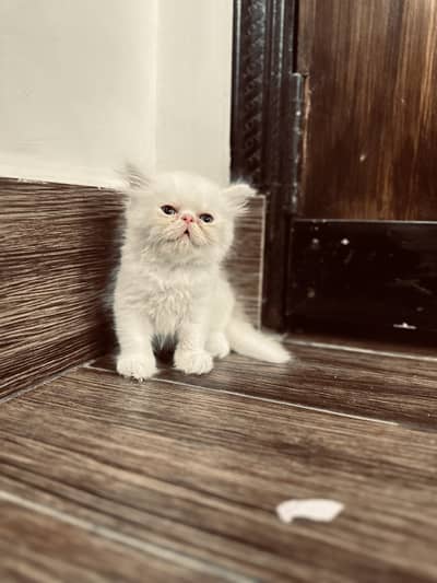 4 Pure peke face kittens for sale