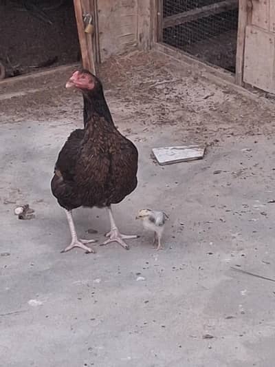 aseel murgi aur is ka chick