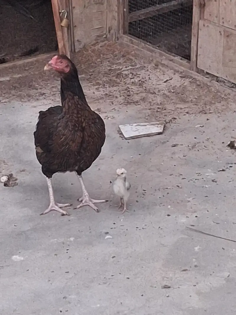 aseel murgi aur is ka chick — photo 2