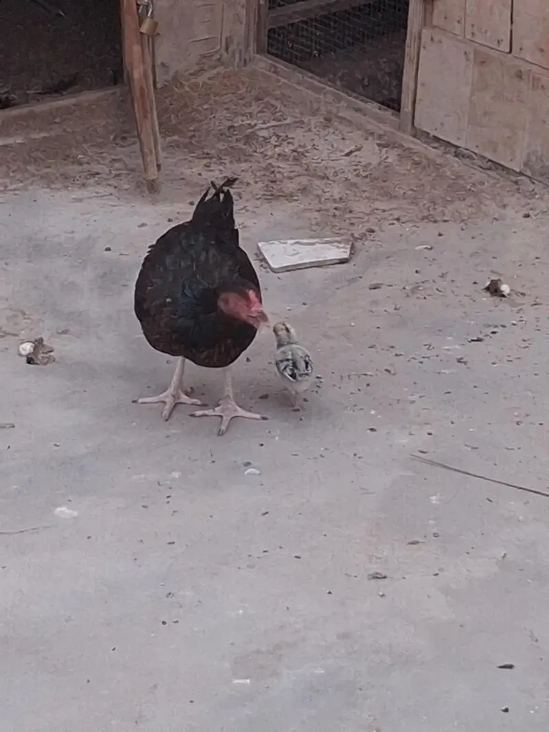 aseel murgi aur is ka chick — photo 3