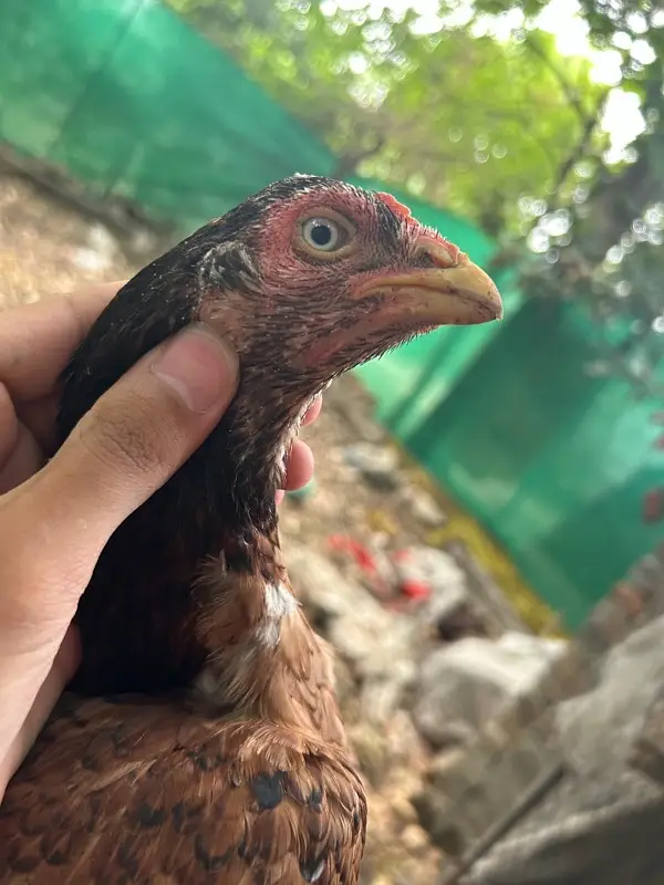 aseel hen — photo 3