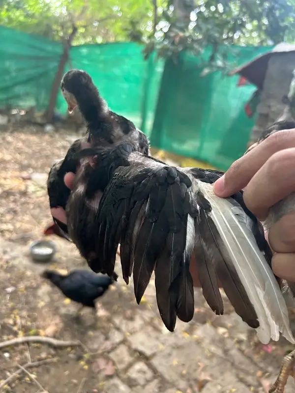 aseel hen — photo 5