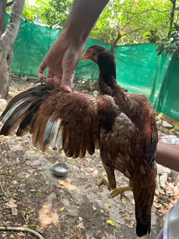 aseel hen — photo 12