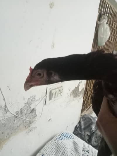 aseel madi 0316 5211958 call WhatsApp