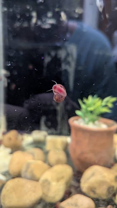 Red Ramshorn Snail