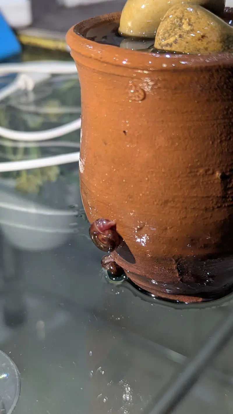 Red Ramshorn Snail — photo 2