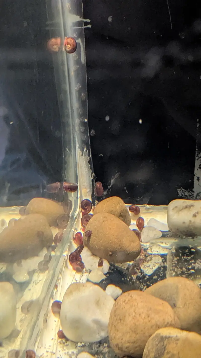 Red Ramshorn Snail — photo 3