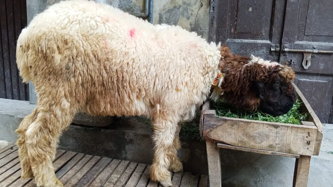Pure Mundra Bakra — photo 2