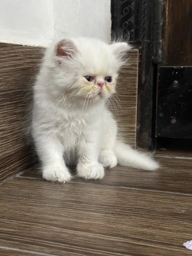 4 Pure peke face kittens for sale — photo 2