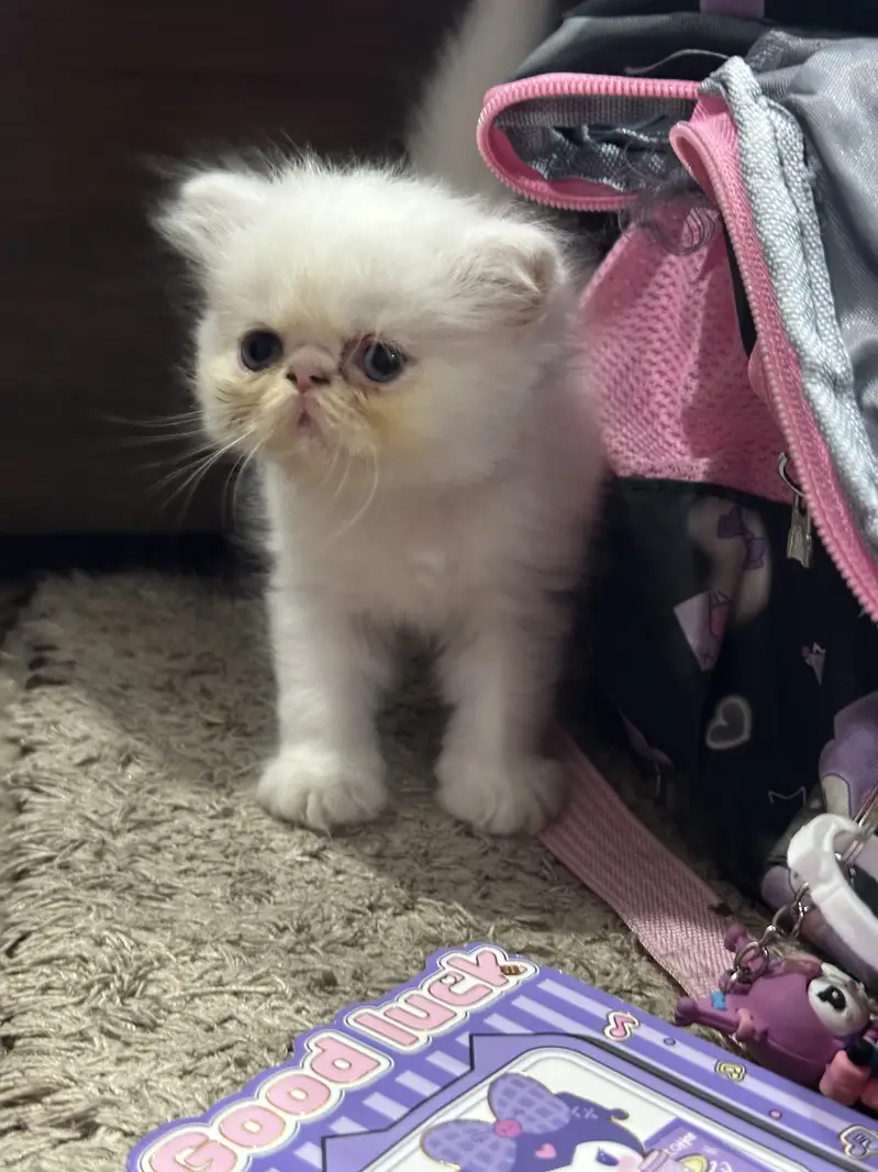 4 Pure peke face kittens for sale — photo 3
